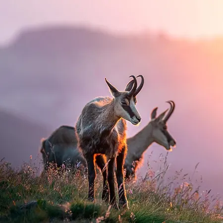 Hotel Restaurant Roess Hohrod